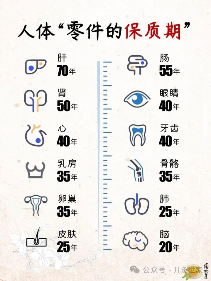 人体“零件的保质期”