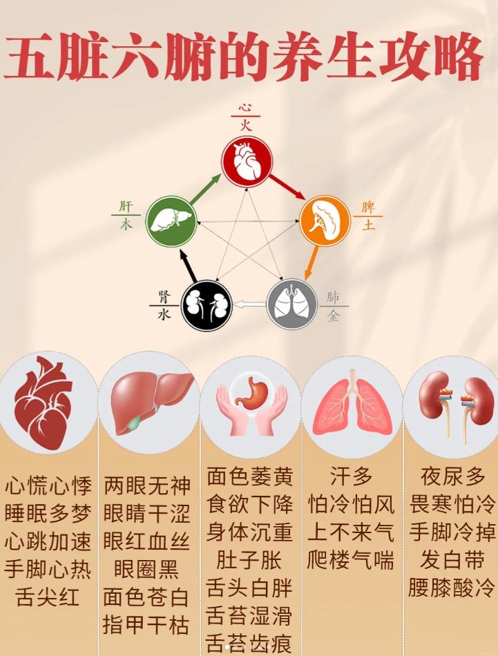 五脏六腑的健康秘籍，你Get到了吗